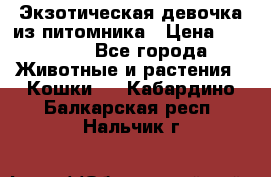 Экзотическая девочка из питомника › Цена ­ 25 000 - Все города Животные и растения » Кошки   . Кабардино-Балкарская респ.,Нальчик г.